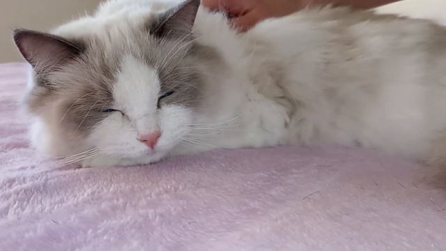 Кошечка Рэгдолл смотреть онлайн
