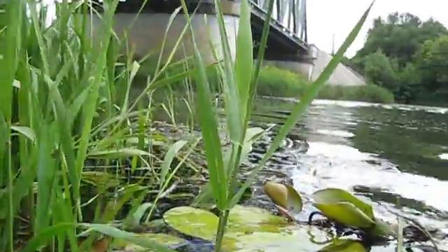 Река Воронеж под мостом