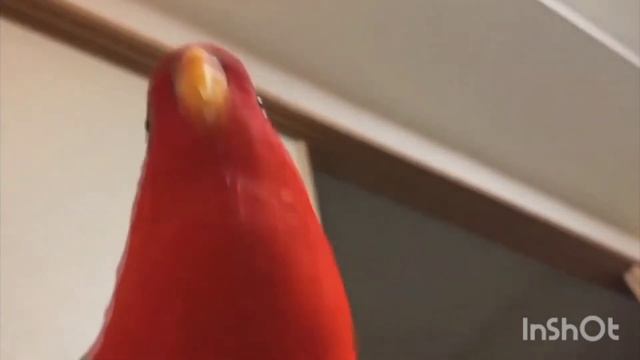 красный попугай мем трололо смотреть онлайн