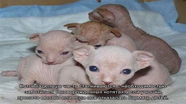 Новорожденные котята: как ухаживать в домашних условиях