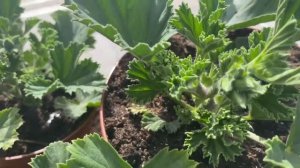 Обалденные бархатцы- Тайшан и Антигуа!!!!Создадут радостное  настроение!!! Гибрид!!!!