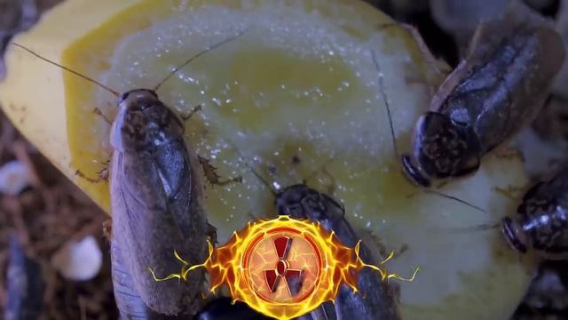 Животные, Которые Могут Жить без Головы смотреть онлайн