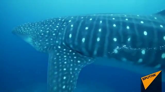 ☆Невероятные факты из животного мира?????КИТОВАЯ АКУЛА смотреть онлайн