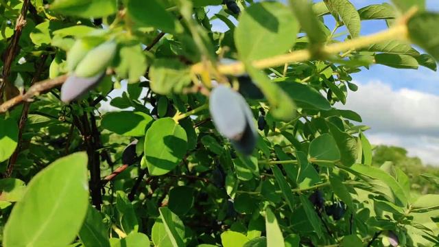 Жимолость подготовка к сбору урожая #жимолость #харьков #лаванда #клубника смотреть онлайн