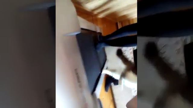 Кошка бегает на беговой дорожке смотреть онлайн