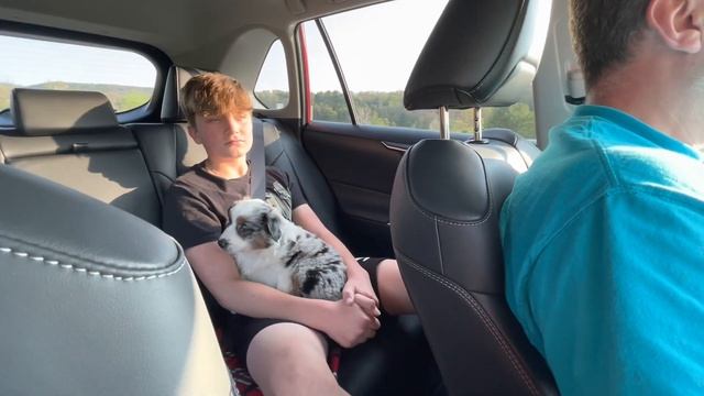 Мы все-таки решились на второго ✨ В каких условиях содержаться щенки смотреть онлайн