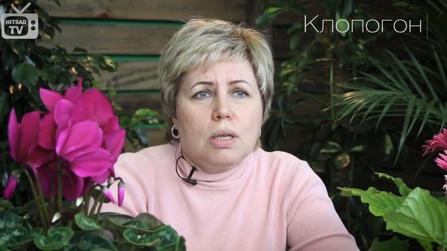Топ 10 садовых растений ?Теневыносливые смотреть онлайн