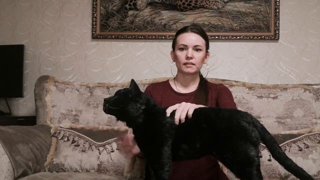 Черный кот 2. Реалистичные игрушки от Эмилии.