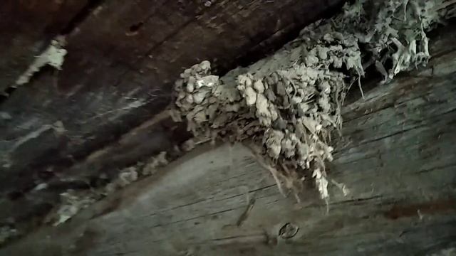 Ласточки вернулись домой. смотреть онлайн