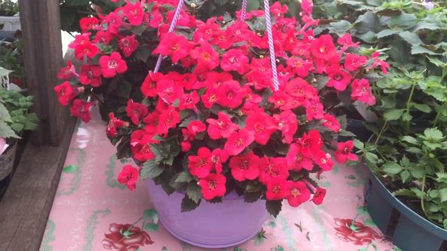 АХИМЕНЕС. Pyro