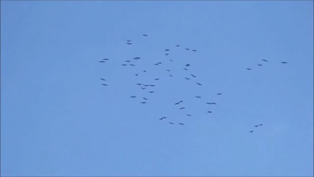 Журавли улетели/осень пришла. смотреть онлайн