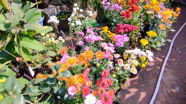 Panda Nursery visit with My Friend 🪴 || Rourkela #gardening #hobby смотреть онлайн