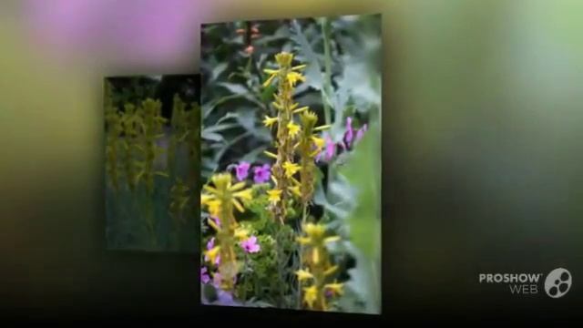 Asphodeline - garden plants смотреть онлайн
