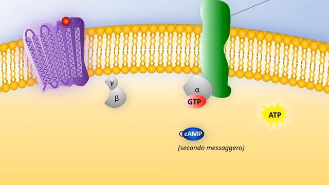 Ormoni idrosolubili смотреть онлайн