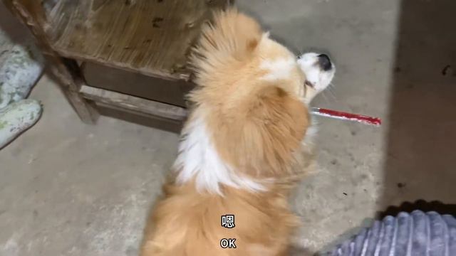 腊月29小勇跟二哥，濮城打包杂伴火锅，村里老邻相聚又美了 смотреть онлайн