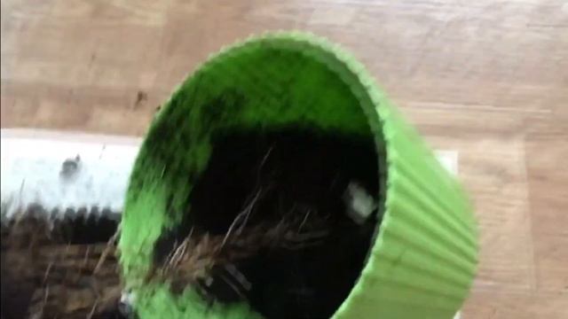 Теспезия суматра Пересадка смотреть онлайн