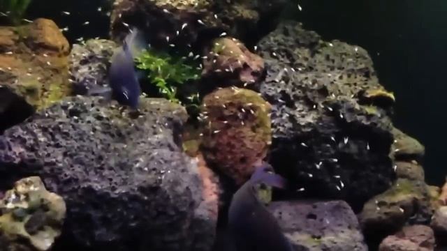 Sajica Cichlids & their fry смотреть онлайн