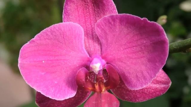 לעורר את צ'אקרת העין השלישית - לנשים смотреть онлайн