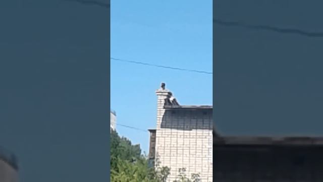 Коршун ест голубя на крыше смотреть онлайн