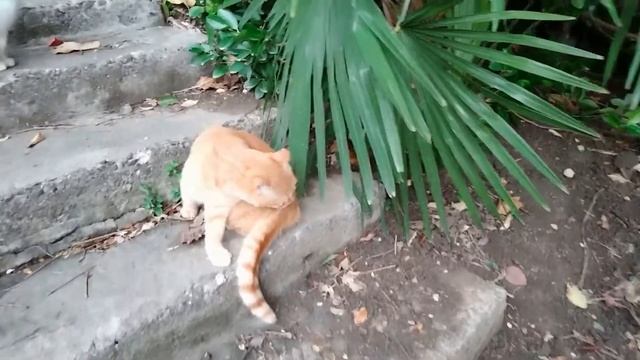 19.11.2022. Кошки на лестнице/ Cats on the stairs/ Los gatos en las escaleras смотреть онлайн