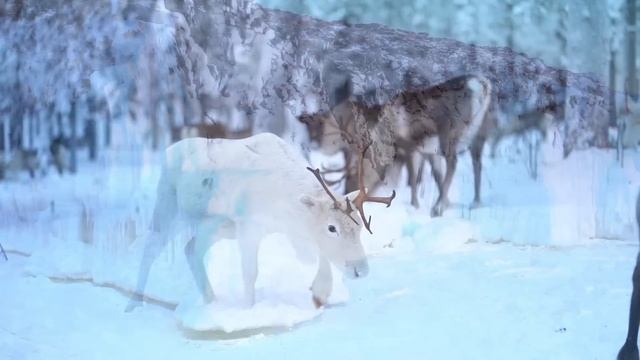 Christmas Music - Happy Holidays - Relaxing Instrumental Music, Christmas, Snow, Skiing, Mountains смотреть онлайн