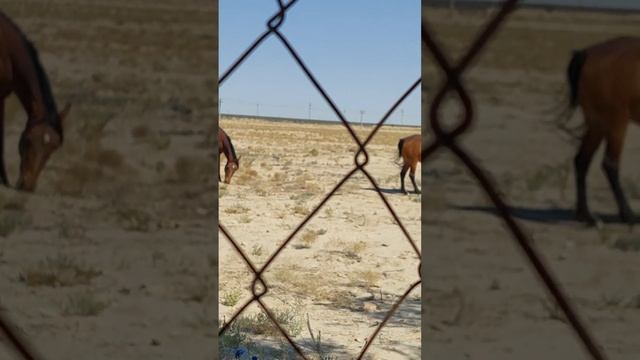 Степные кони на выпасе. смотреть онлайн