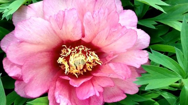 Peony Hillary (Itoh Hybrid) - www.peonyshop.com смотреть онлайн