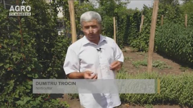 Chia crește și în Moldova смотреть онлайн