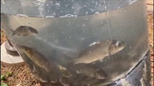 Первый запуск рыб в свой пруд(старое,но интересное видео)