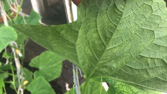 Огурцы, чего-то не хватает!? Определить по цвету листьев... смотреть онлайн