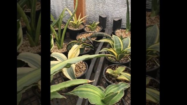 Сансевиерия. Моя коллекция. смотреть онлайн