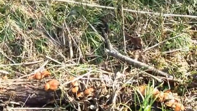 Зимние опята. 04.11.2015г. смотреть онлайн