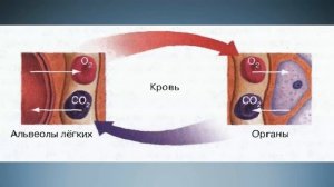 Биология 8 класс $21 Механизм дыхания. Жизненная ёмкость лёгких