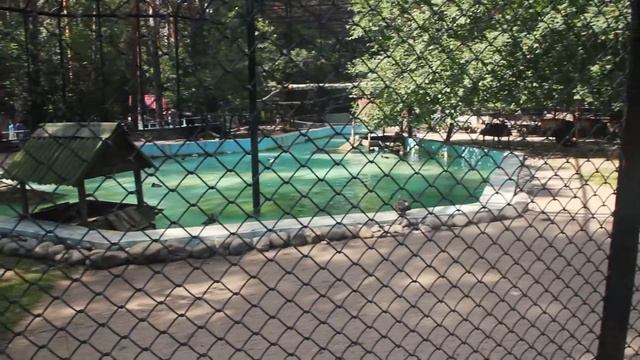 Прогулка по Новосибирскому зоопарку смотреть онлайн