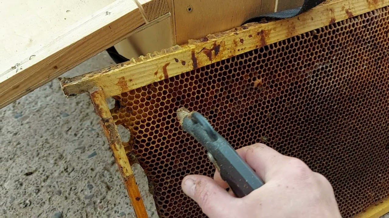 Самый эффективный способ очистки сот от мёртвых пчёл и плесени