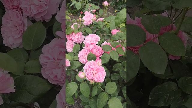 Троянда Мері Роуз смотреть онлайн