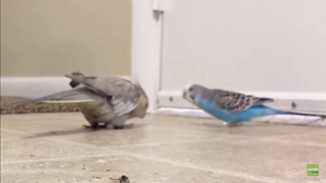 смачный поцелуй смотреть онлайн