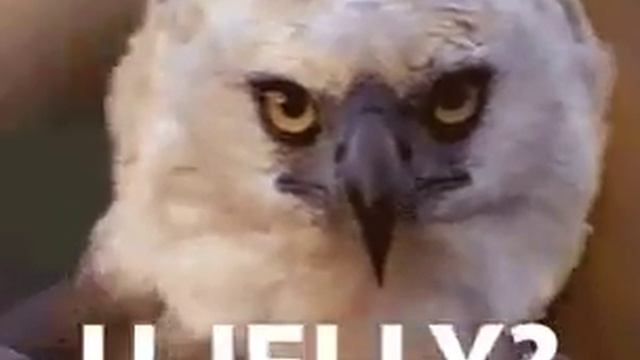 Gif#1 смотреть онлайн