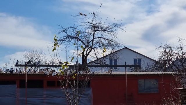 Голуби + Сокол сапсан = минус голубь такла Pigeons + Peregrine Falcon = minus takla pigeon смотреть онлайн