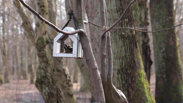 Средний пёстрый дятел на кормушке. смотреть онлайн