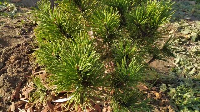 СОСНА ГОРНАЯ ГОЛДЕН ГЛОУ ? PINUS MUGO GOLDEN GLOW смотреть онлайн