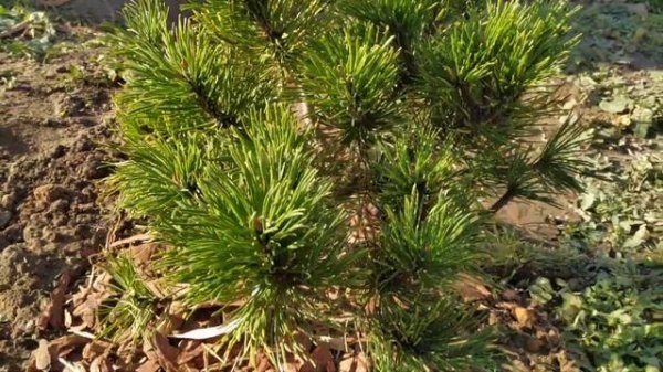 СОСНА ГОРНАЯ ГОЛДЕН ГЛОУ ? PINUS MUGO GOLDEN GLOW
