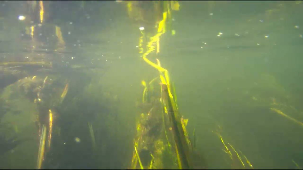 Нежеголь Подводный мир смотреть онлайн