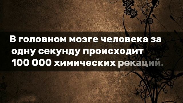Интересные Факты , Которые могут Удивить ☝? смотреть онлайн