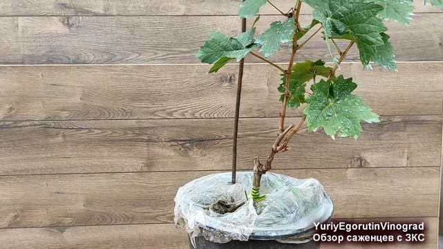 ? Лучший СПОСОБ ВЫРАЩИВАНИЯ саженцев ВИНОГРАДА . Обязательно ЭТО сделай в СЛЕДУЮЩЕМ ГОДУ. смотреть онлайн