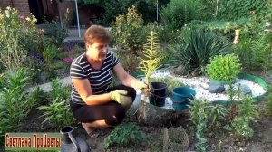 Как сажать лилии летом  Нужна срочная пересадка  Как это сделать