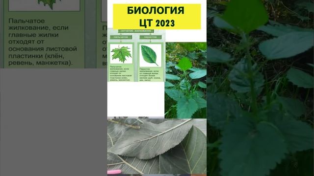 Биология * Типы жилкования листьев ? ЦТ-2023 #урок #цт2023 #подготовкакцт #цтбиология #биология #цт смотреть онлайн