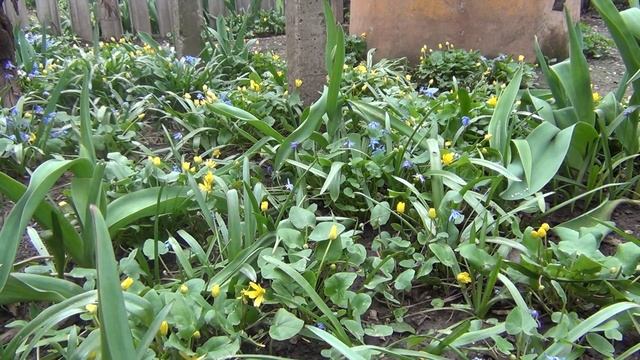 Желтая весна смотреть онлайн