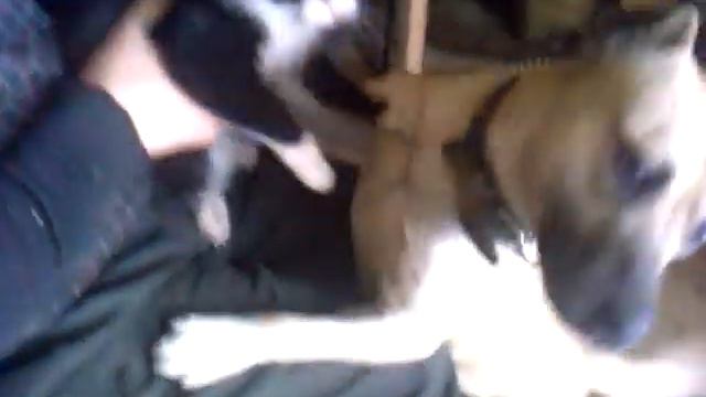 Велик и кот