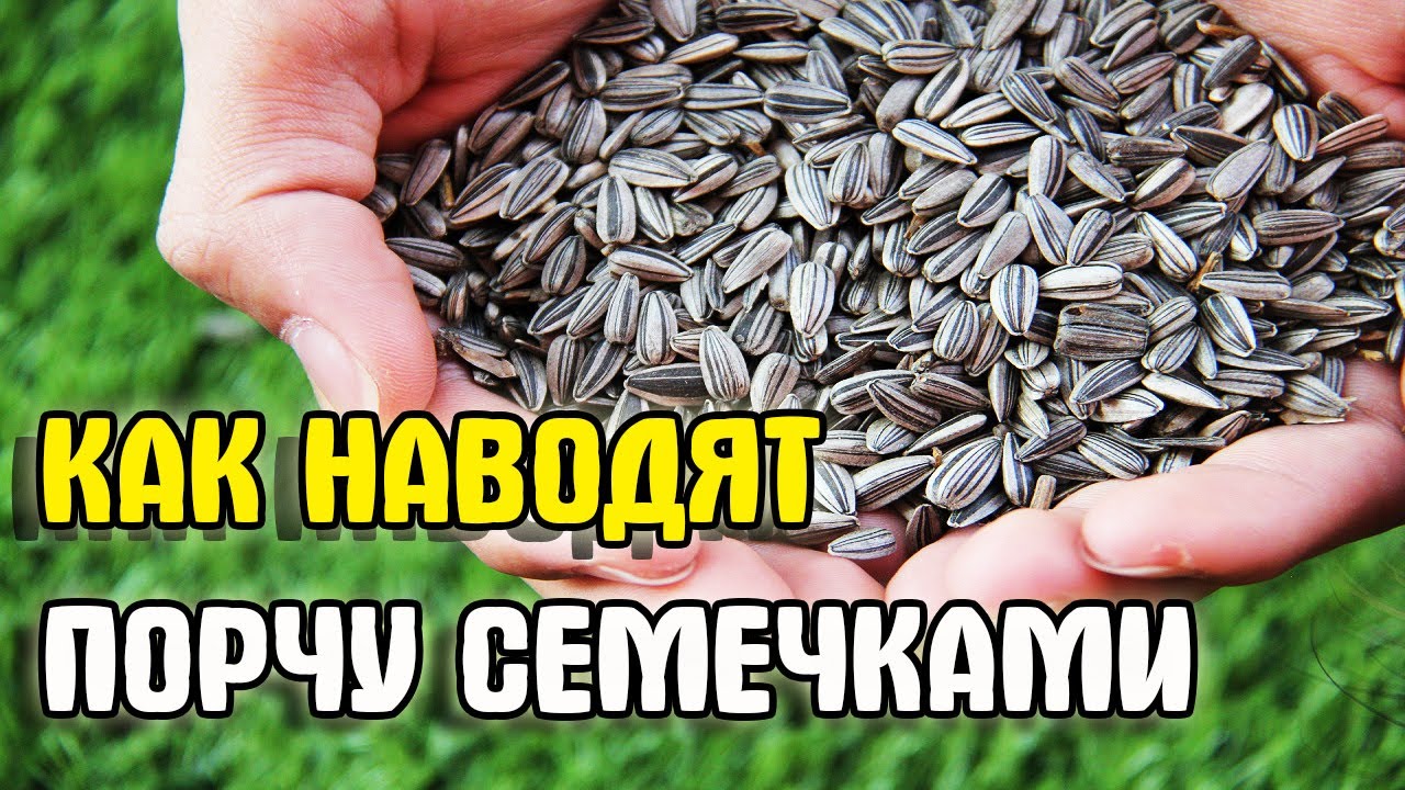 Как наводят порчу через подклад на семечки. Ритуал наведения порчи смотреть онлайн